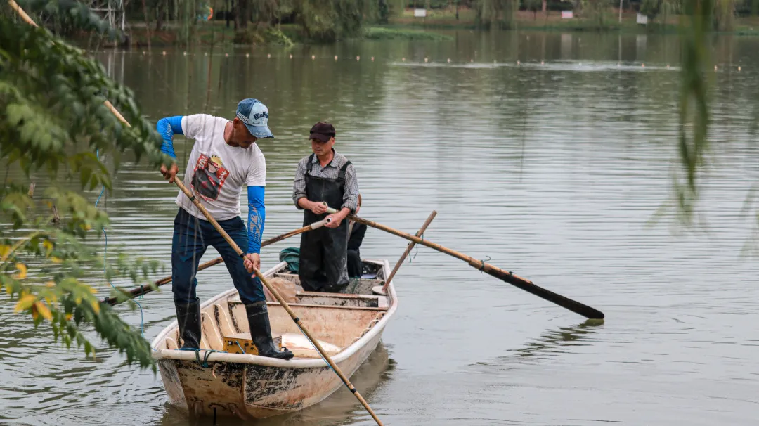 金职喊你免费吃鱼啦