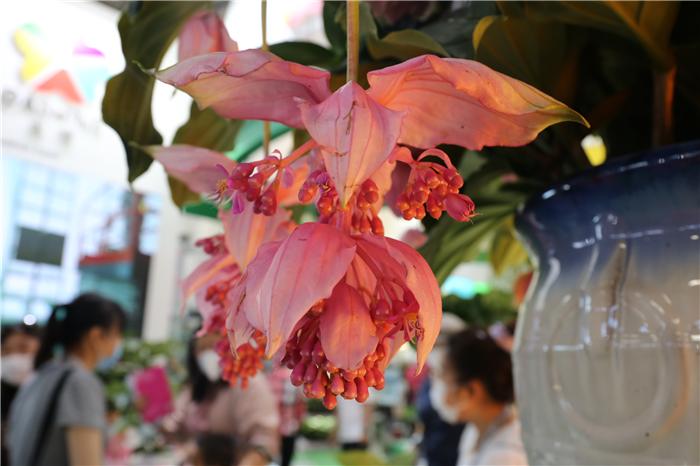 一起盘点北京国际花展上的亮点花卉产品