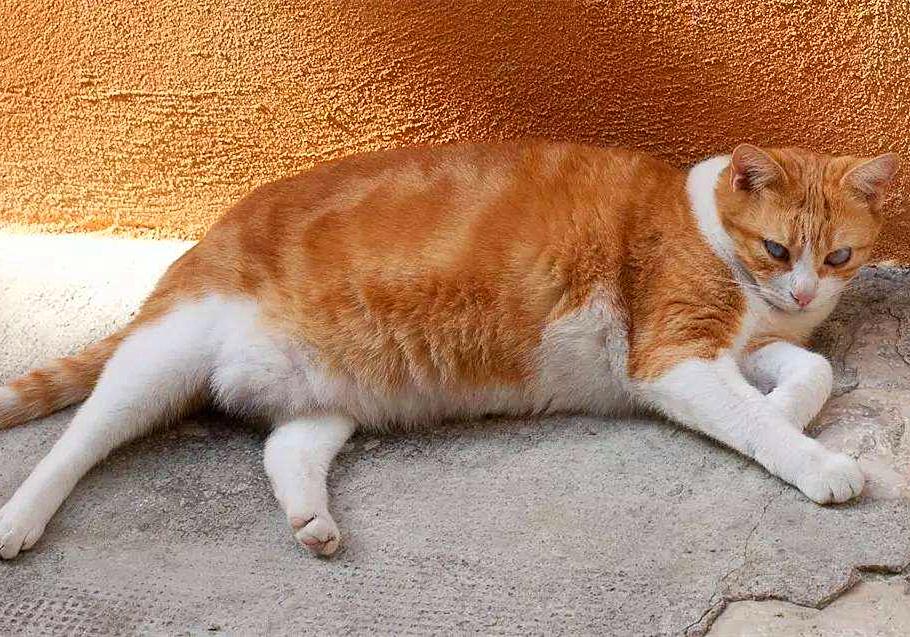猫咪打呼并非睡眠质量高，还有感染疾病的可能，主人应提高警惕