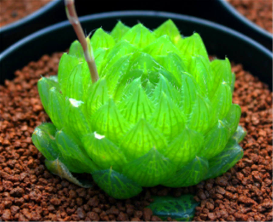 多肉中的6位"玉美人",风姿绰约,晶莹剔透,养出状态太美了