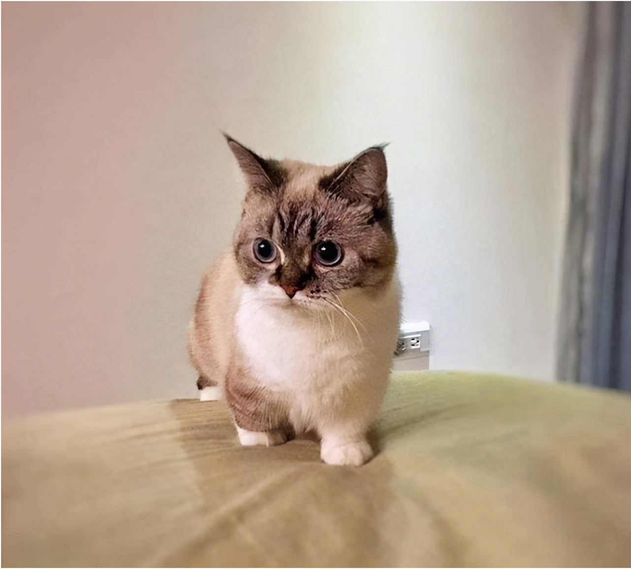 一堆短腿小可爱来袭~来了解一下两种矮脚猫