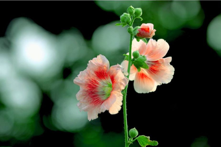 「诗词鉴赏」蜀葵花开 盛艳天地—古诗词里的蜀葵花