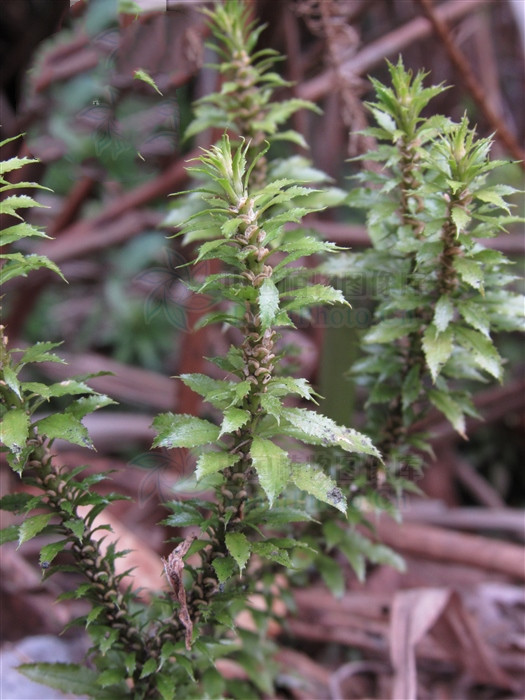 千层塔,能清热解毒,燥湿敛疮,止血定痛,散瘀消肿