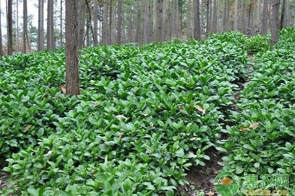 板蓝根种植技术（板蓝根正确的种植小技巧分享）