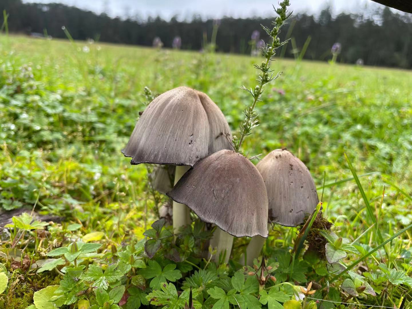 玉龙雪山山麓的蓝月谷，是蔚蓝天空送给丽江的永恒印记