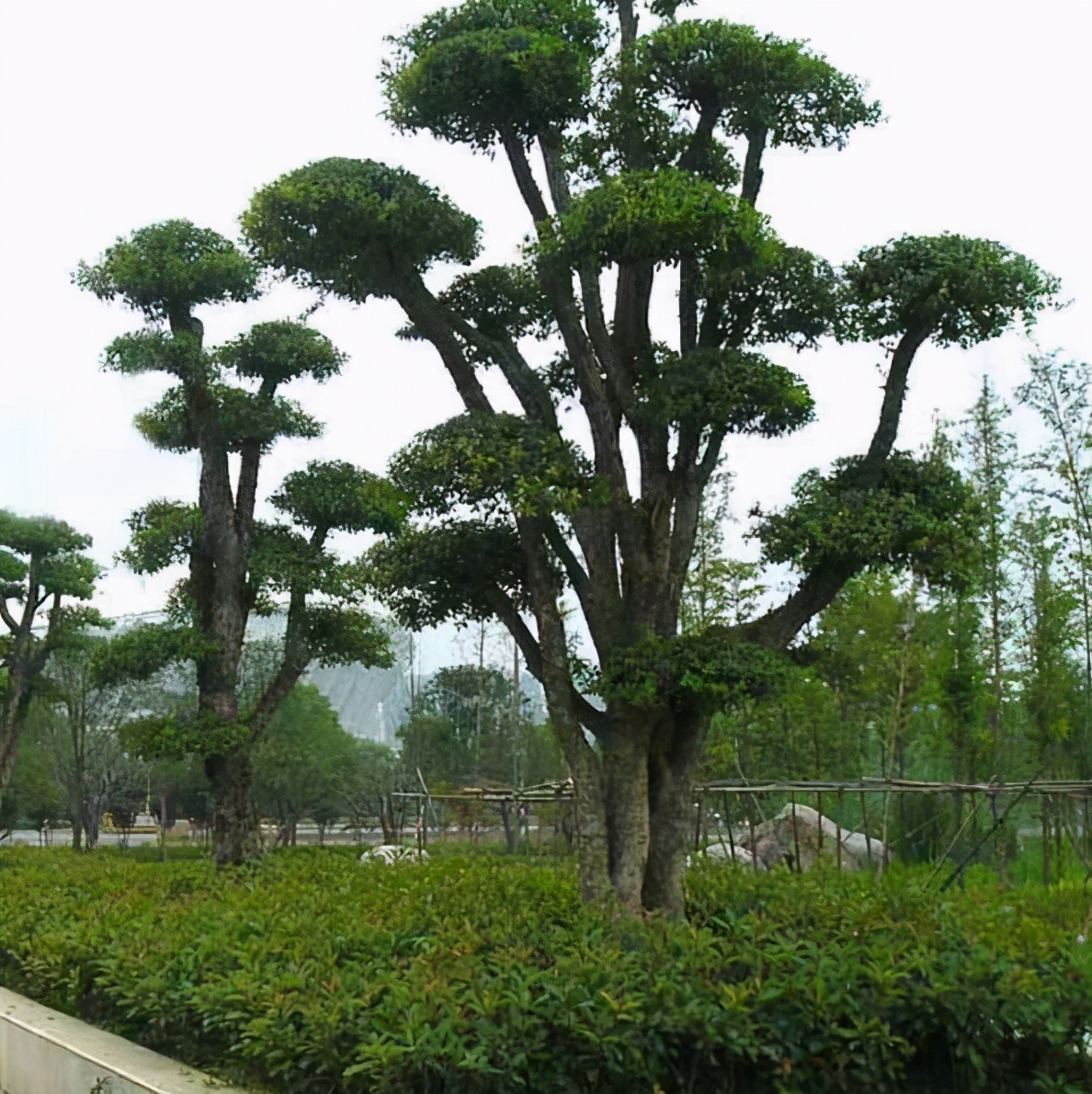谁说北方无“贵树”?10大珍贵树种,买到苗就种,发展前景很好