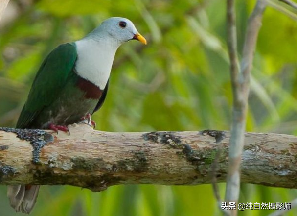 白色斑鸠是什么品种_斑鸠是鸟吗