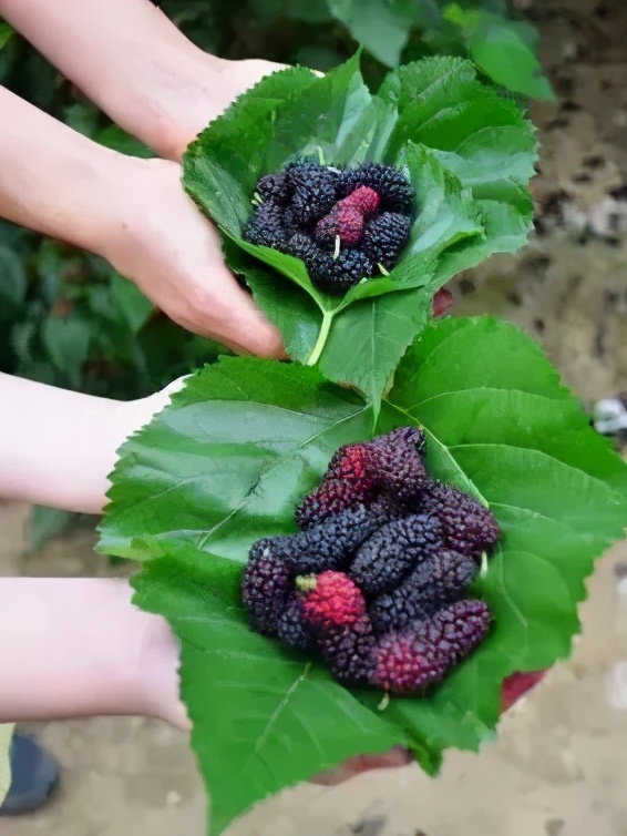 品种包括台湾四季长果桑,大果桑,无籽大十,白珍珠,黑珍珠,桂花蜜,白玉