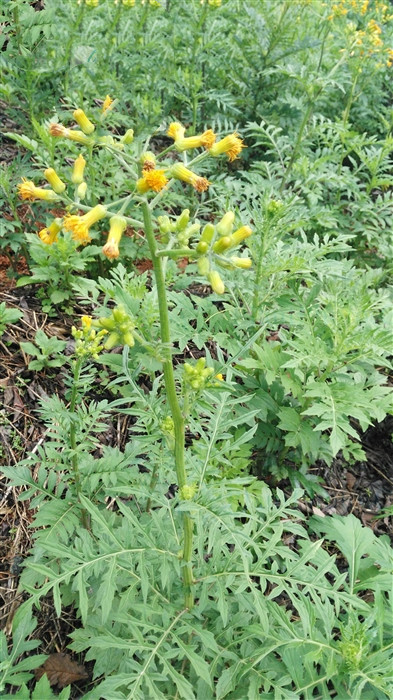 菊叶三七,见过吗?能散瘀止血,解毒消肿