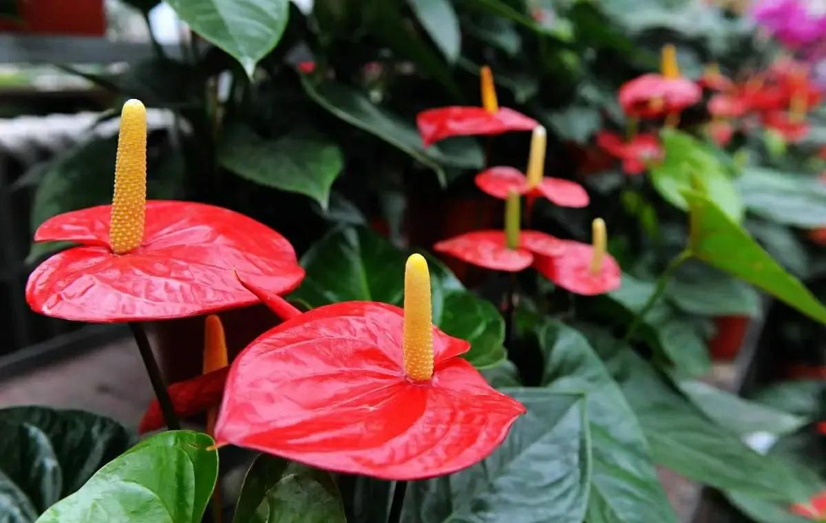 秋冬季节适合养红掌,花朵鲜艳,寓意好,越养越顺心