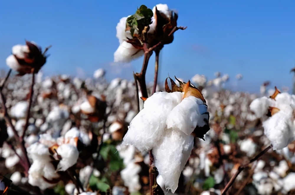 到底什么样的棉花才是好棉花？谁能PK新疆长绒棉？