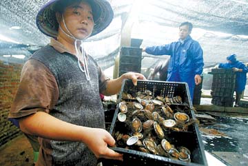 广东小伙养殖鲍鱼，独门秘方一斤卖出280元，带领农户走上致富路