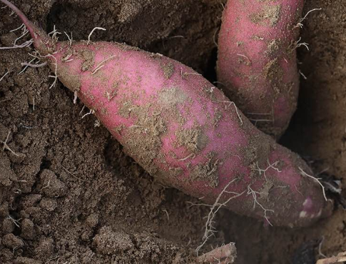 地瓜和红薯，傻傻分不清楚，它们之间有什么区别？又有什么关系呢