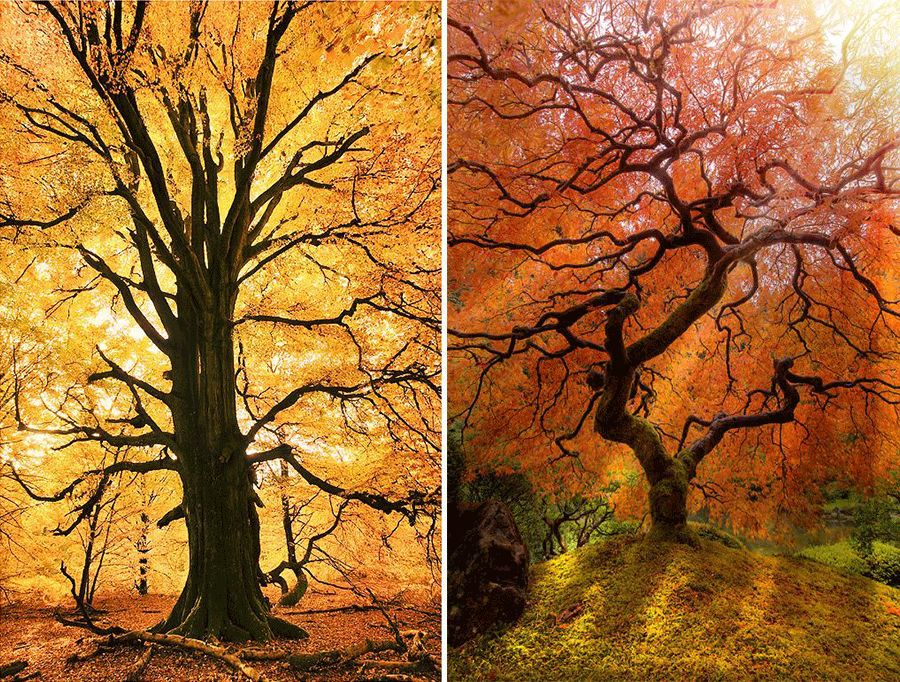 丹尼索儿童画秋天