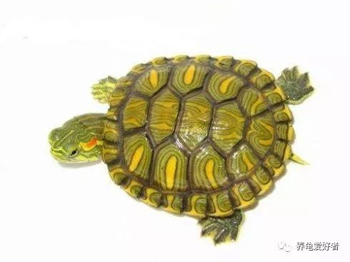 乌龟的天敌（龟的最大的天敌还是我们人类）