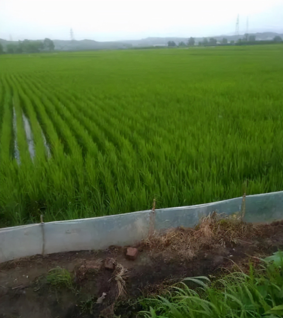 稻田泥鰍養(yǎng)殖技術(shù)視頻,稻田泥鰍養(yǎng)殖技術(shù)視頻教程