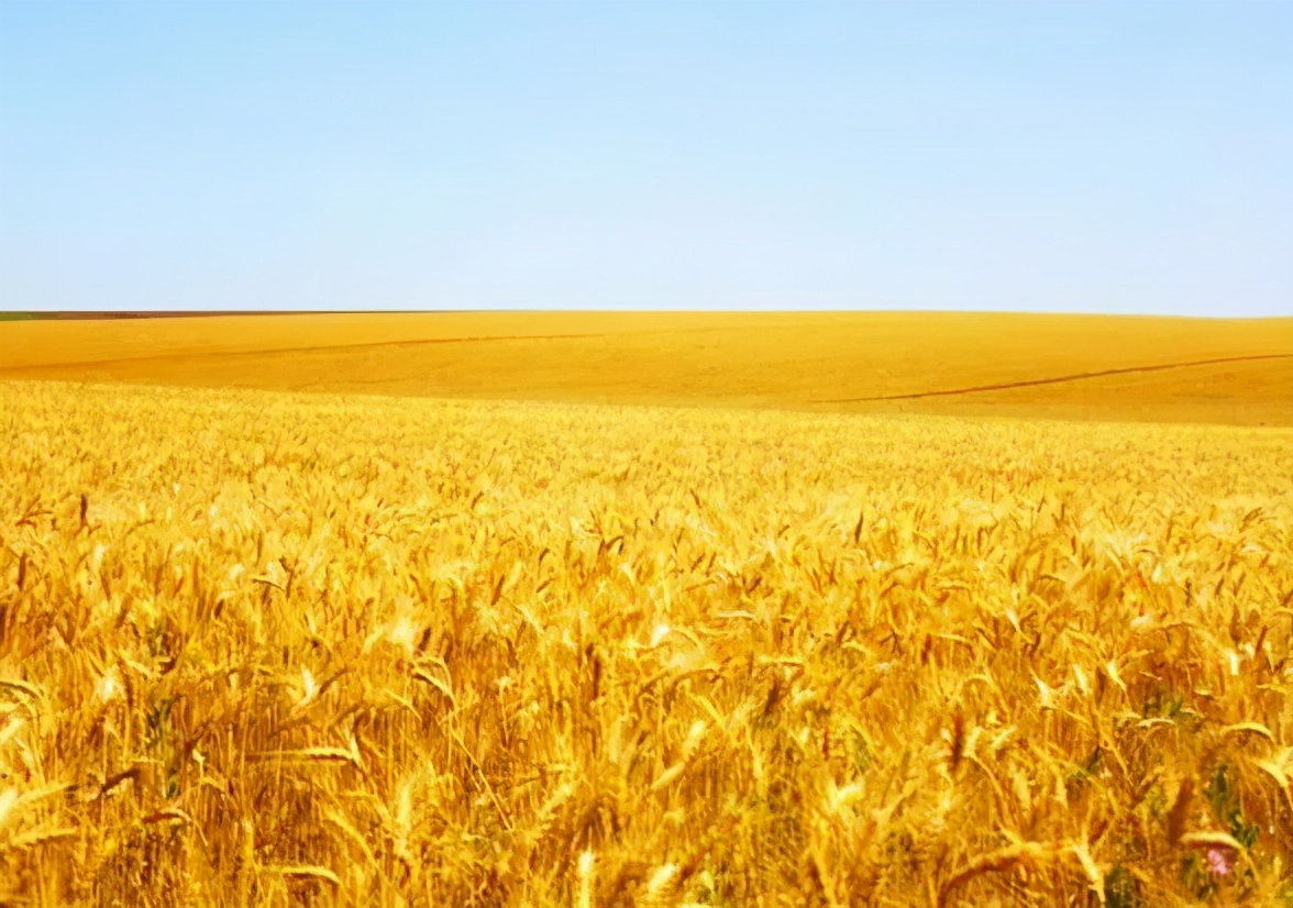 贺腊根~诗歌:看见金色的麦浪,播种人醉了