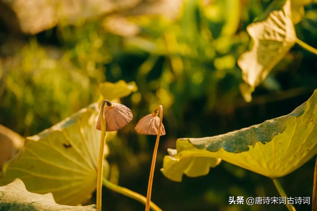 那纷纷飘落的秋日花叶