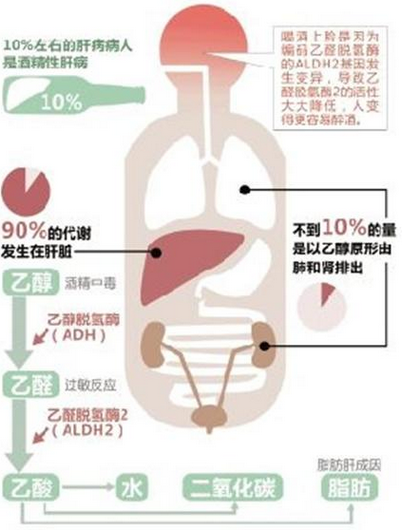 酒精进入人的身体后会发生什么？明白它的原理后，你还会喝酒吗？