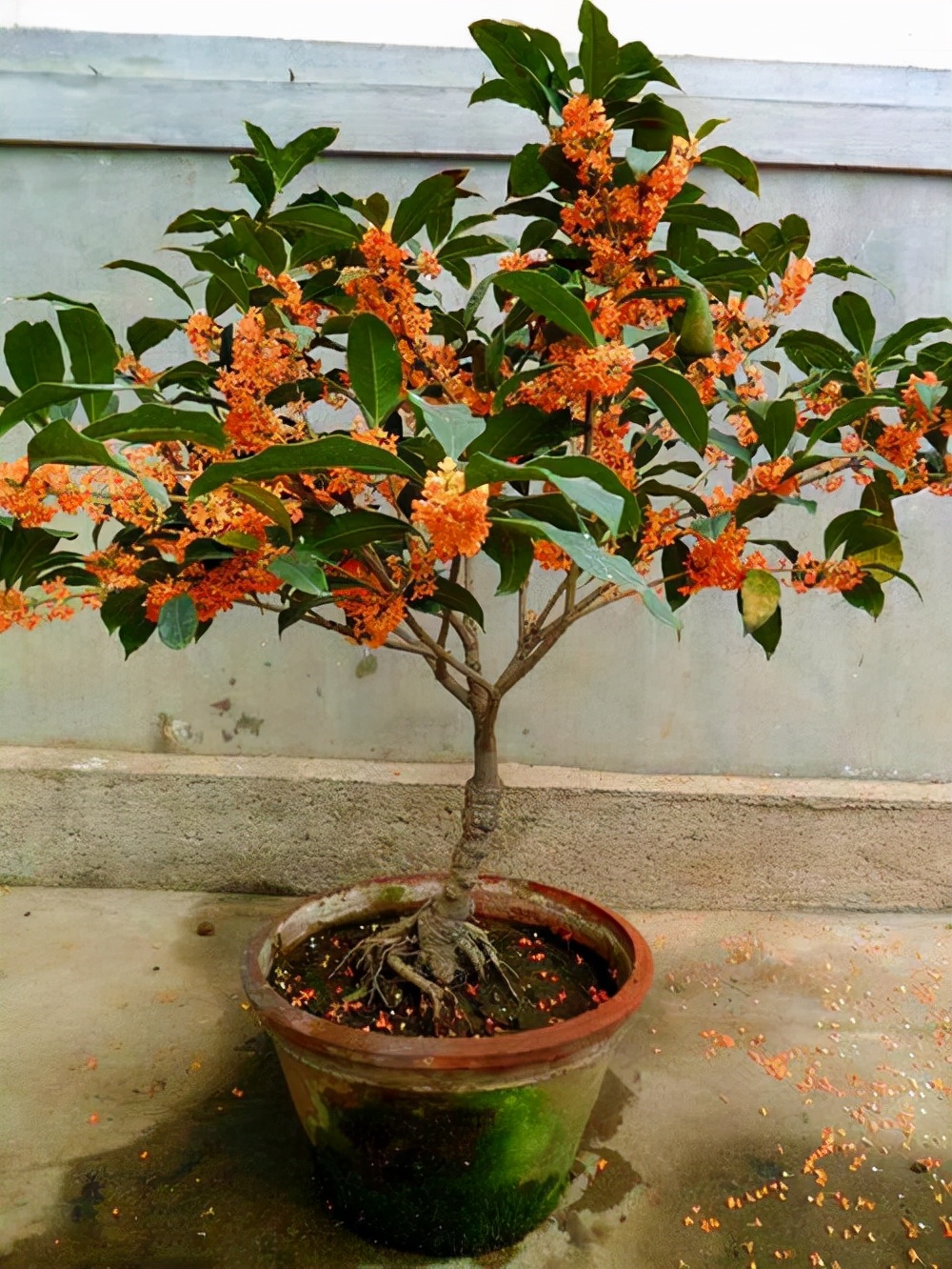 “寿命长”的11种花,好养寓意好,越养越值钱