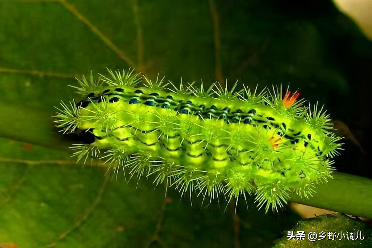 枣树上的虫子,枣树上的虫子蜇人叫什么