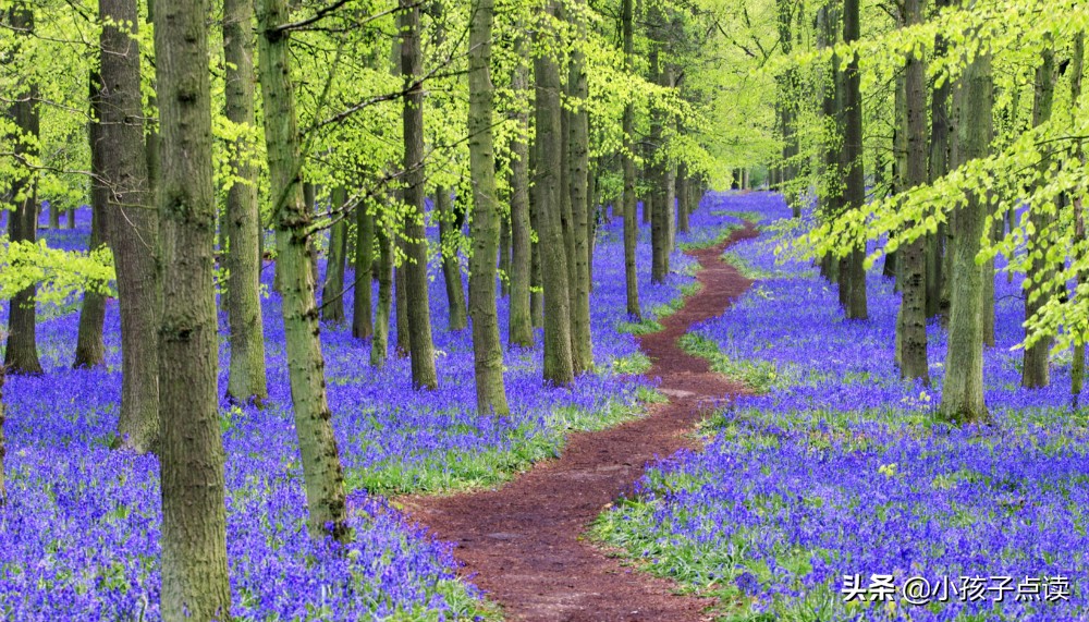 宋代苏舜钦《淮中晚泊犊头》古诗欣赏及解析 涨知识