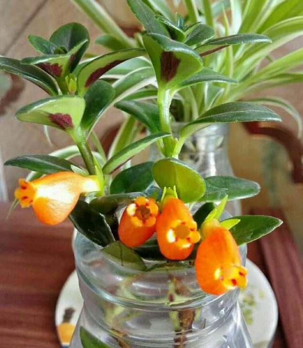 金鱼吊兰是可以扦插的,有很多朋友喜欢自己繁殖盆栽花卉,可以多繁殖几