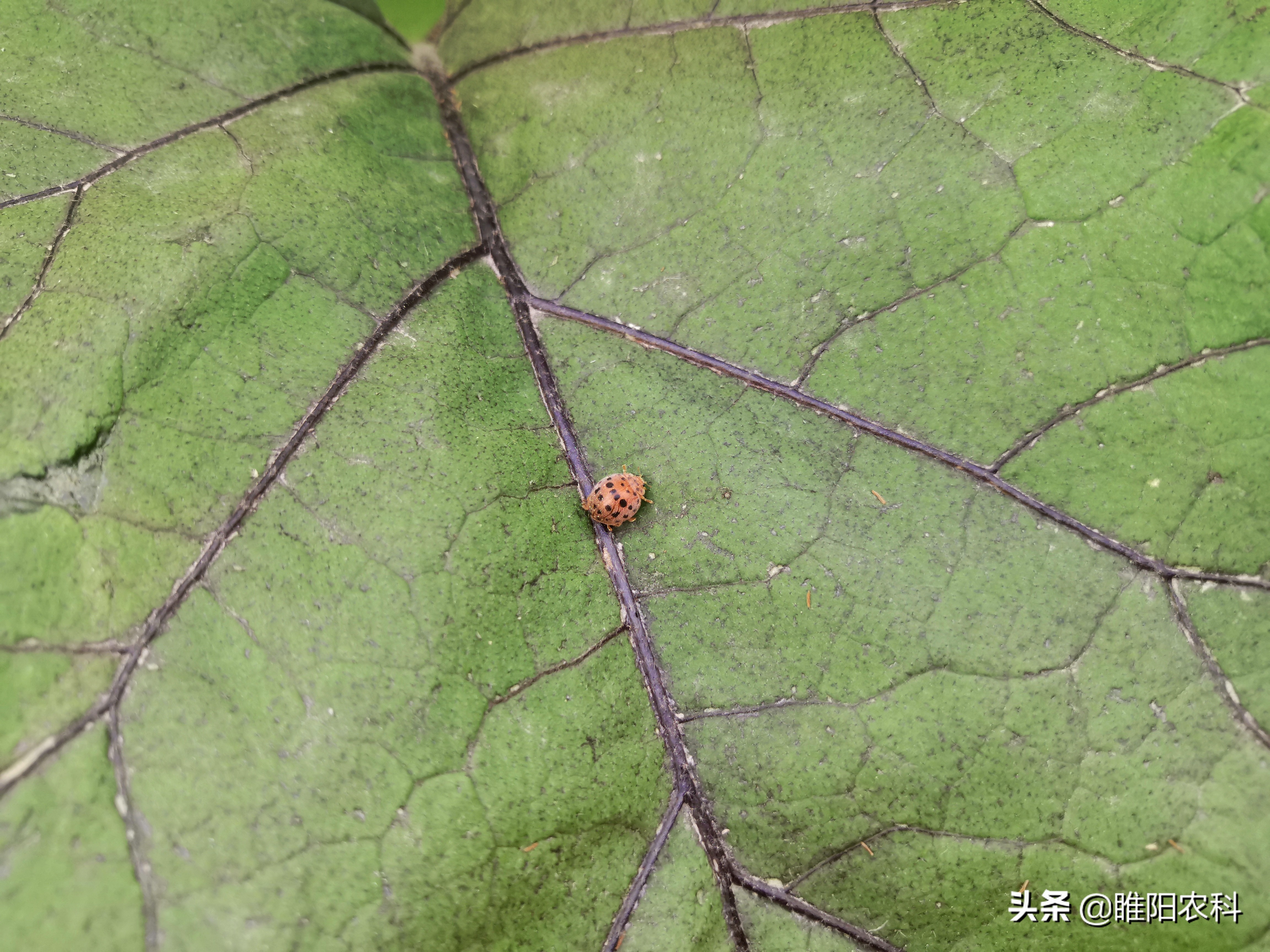 七星瓢虫的资料,七星瓢虫的资料简介