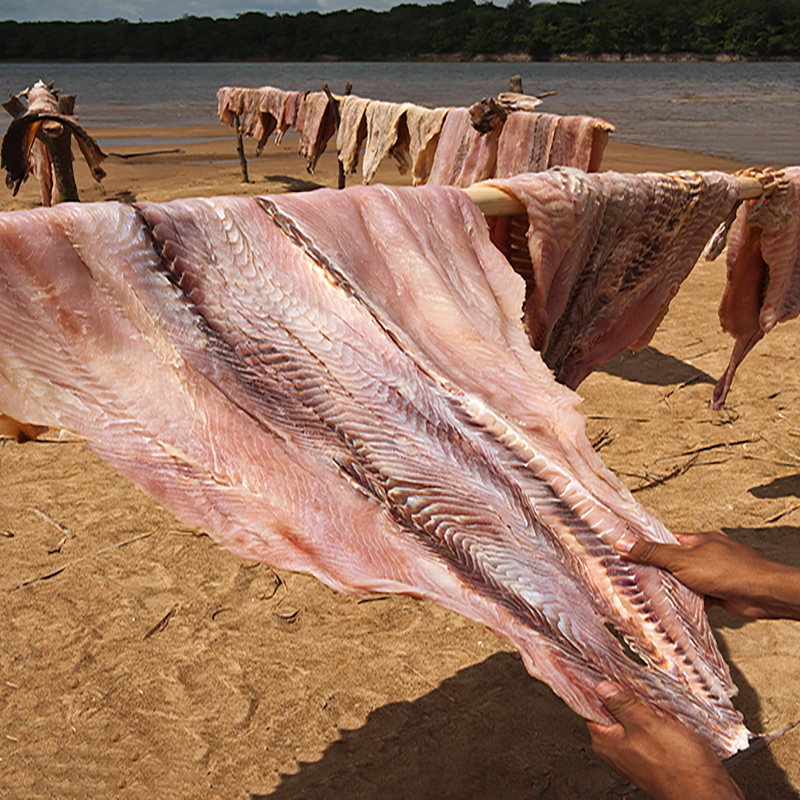 巨骨舌鱼多少钱一条河霸巨骨舌鱼活了1亿年