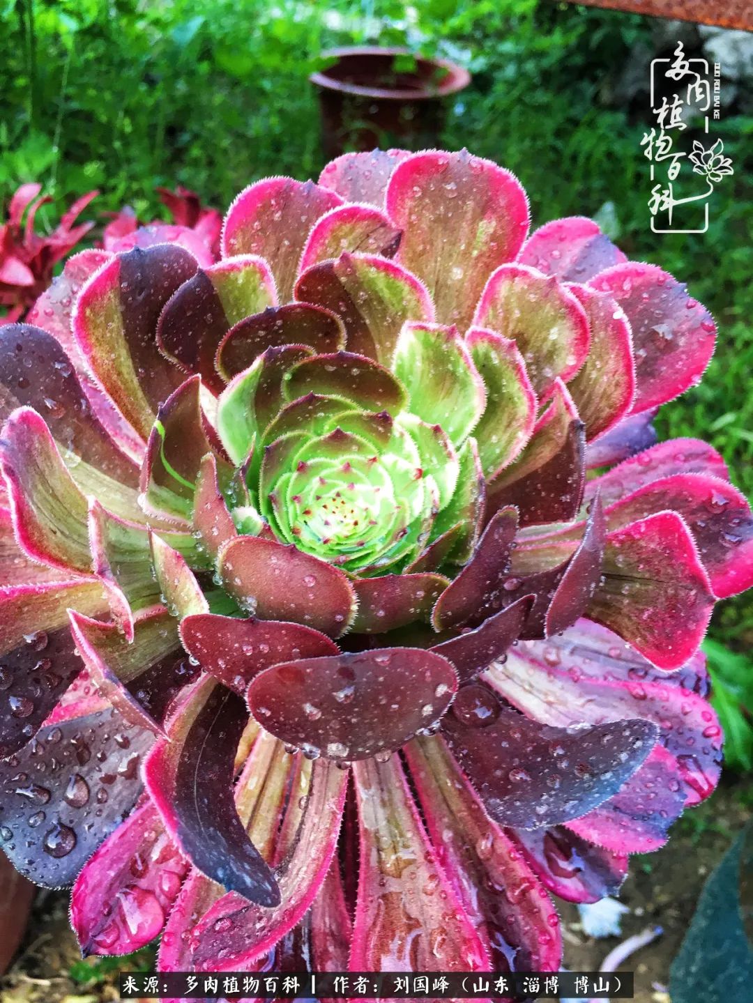 山水作伴，花草相守，这就是我想要的生活（附法师夏季养护）