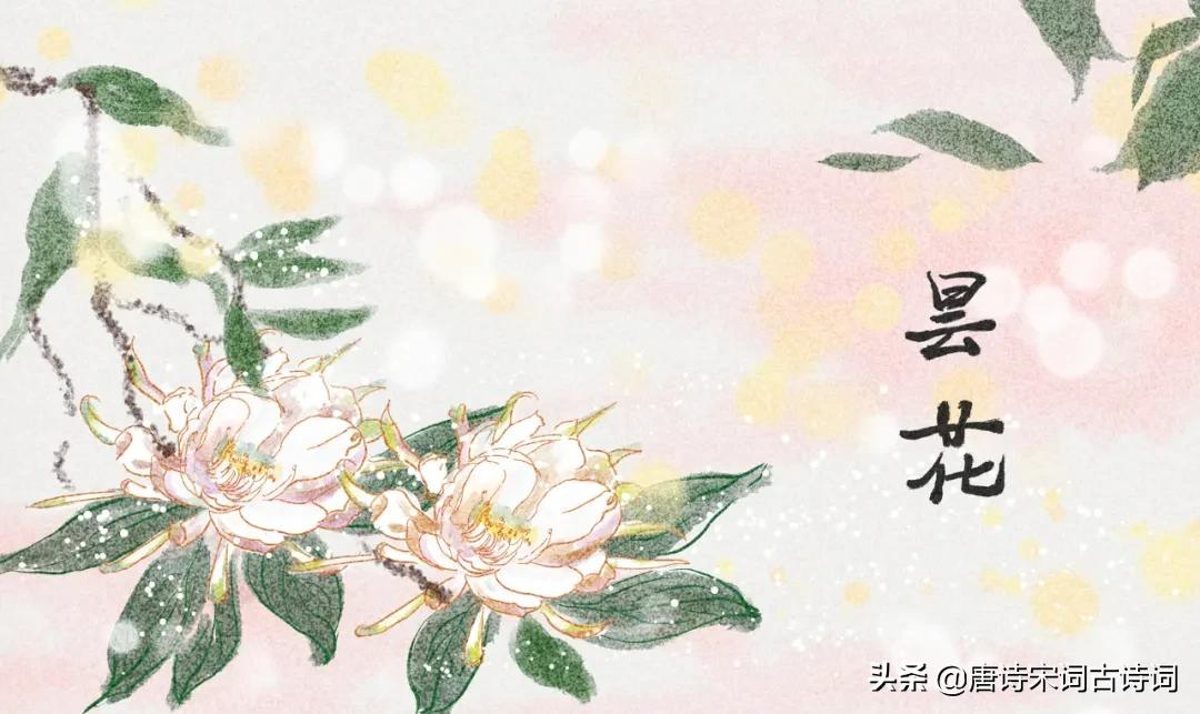 昙花：静态雪花堪比洁，幽香莲叶与同清