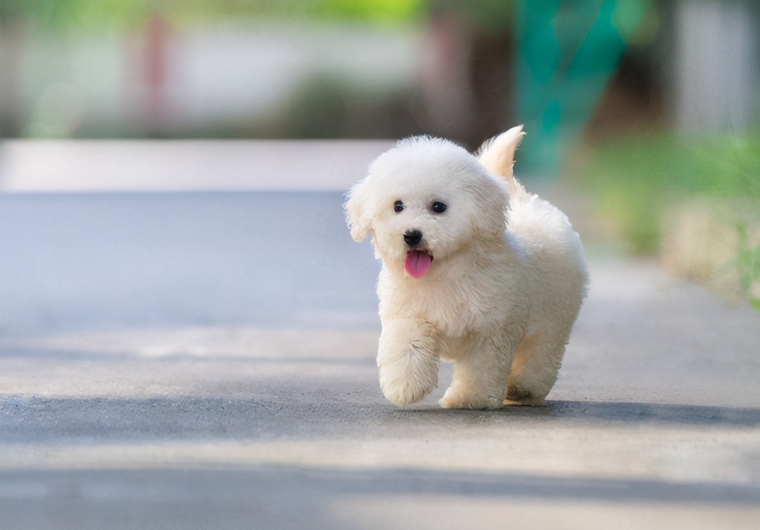 如何饲养比熊幼犬?这几件事情,宠主们该注意