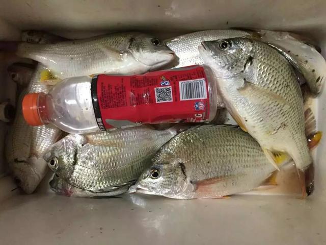 海钓用饵攻略：水情决定钓饵，没有最好用的饵就用最合适的饵