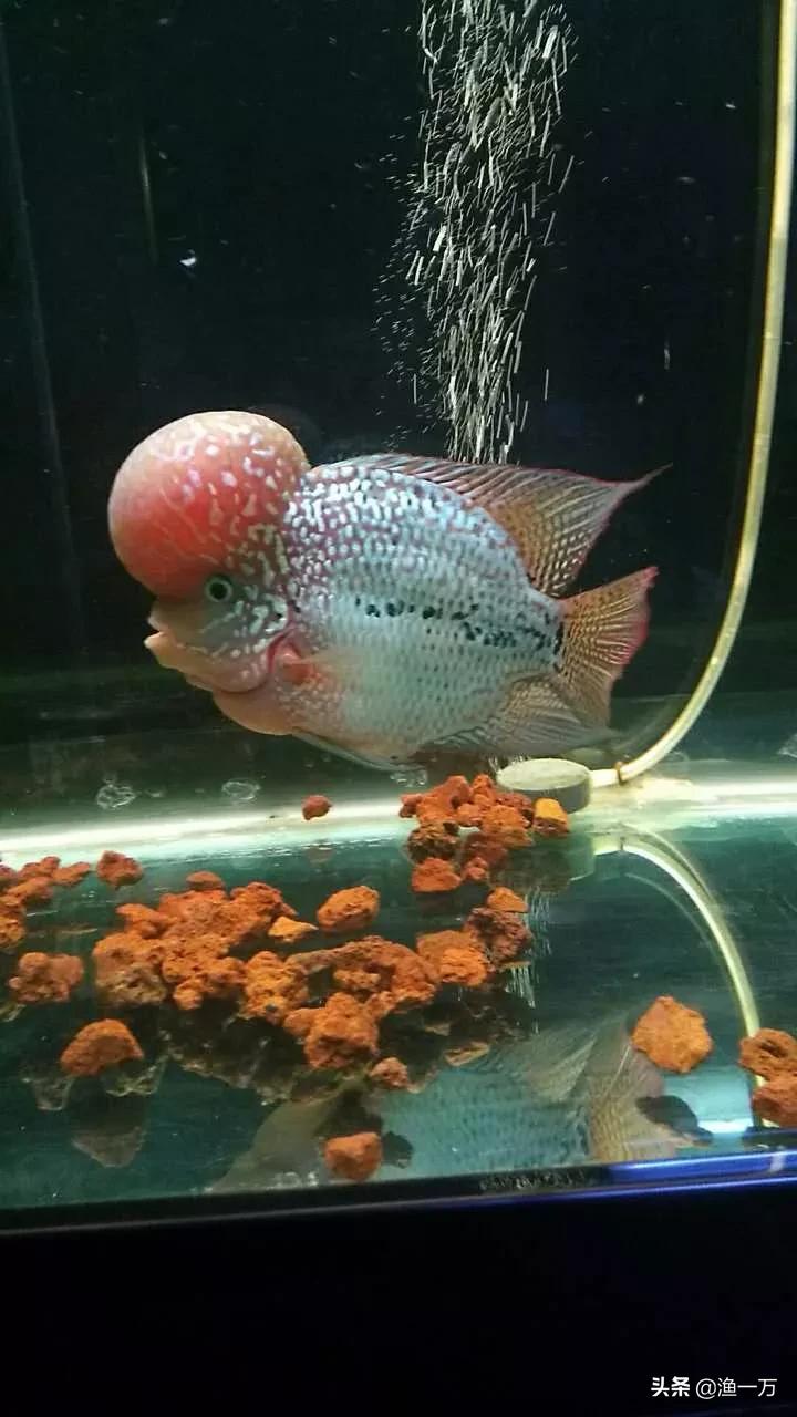 珍珠系罗汉鱼怎么养最佳图文