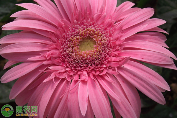 非洲菊花语（粉色非洲菊的花语介绍和种植方法）