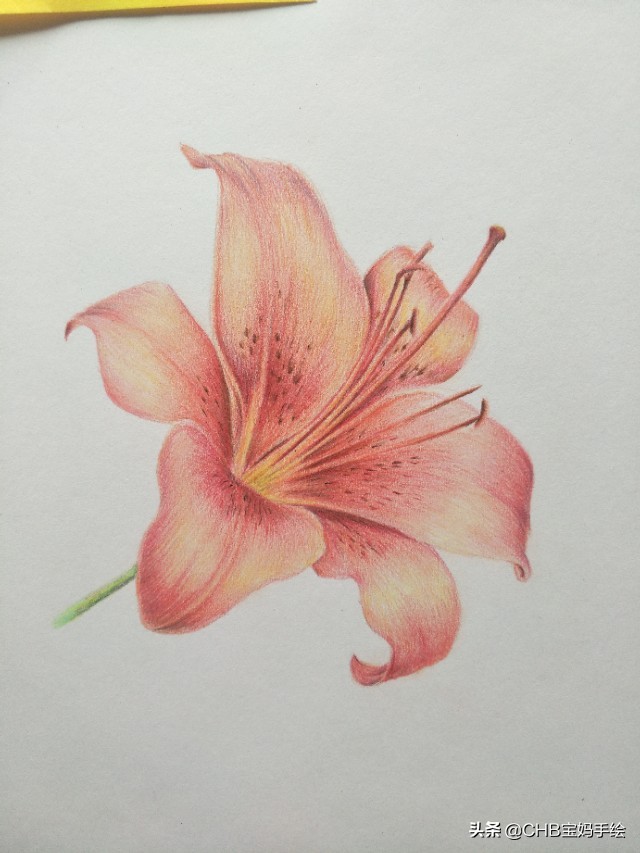 零基础入门教程教程:详细教你如何画一朵逼真的百合花