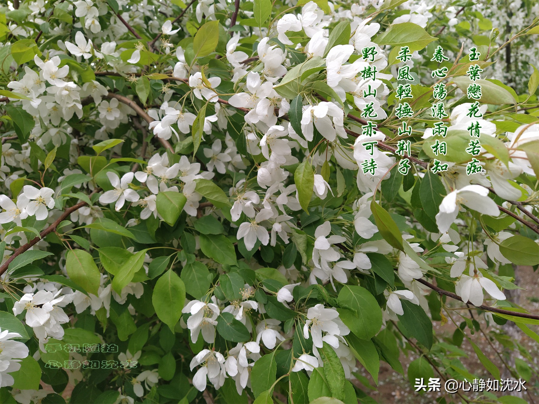 春来花芬芳，玉树临风春草香