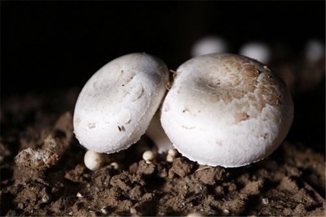 1 养分蘑菇是一种室内种植的食用菌,从菌丝体逐渐生长成子实体,最终