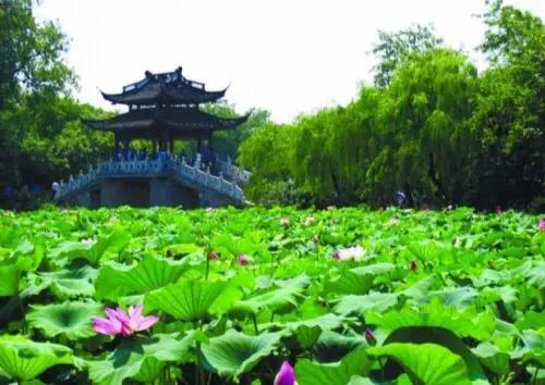 接天莲叶无穷碧，映日荷花别样红