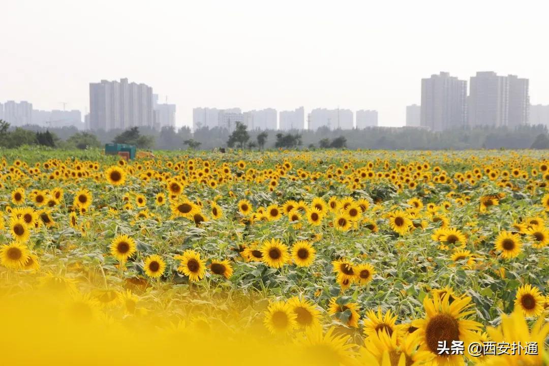 向日葵开花时间是几点左右(西安百亩向日葵花海免费看)