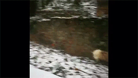 网红狐狸、学霸孔雀……当野生动物“打卡”大学校园