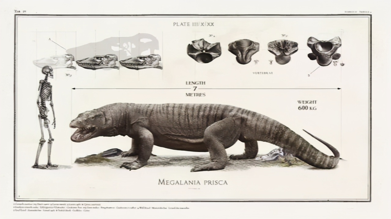 古巨蜥灭绝的原因（最巨大的有毒脊椎动物）