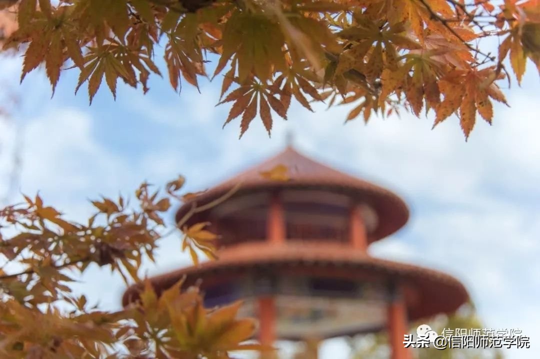 报考信阳师范，官方给你往年分数线及2020年招生计划