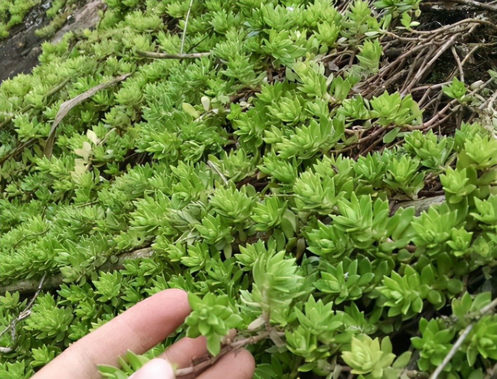 比如在我的家乡这边它多被称为"狗牙草","打不死","狗牙瓣",有些地方