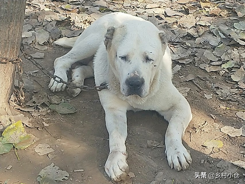 中亚猎狼犬，高狼，东北虎，比特等各种猛犬，农村狗市应有尽有