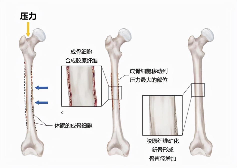 运动有助于孩子增高，但要适当！否则增高不成，反让关节出问题