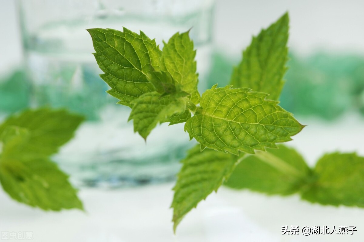 39种野菜图片，教你认识不同的野菜和吃法，你想要的野菜这里都有