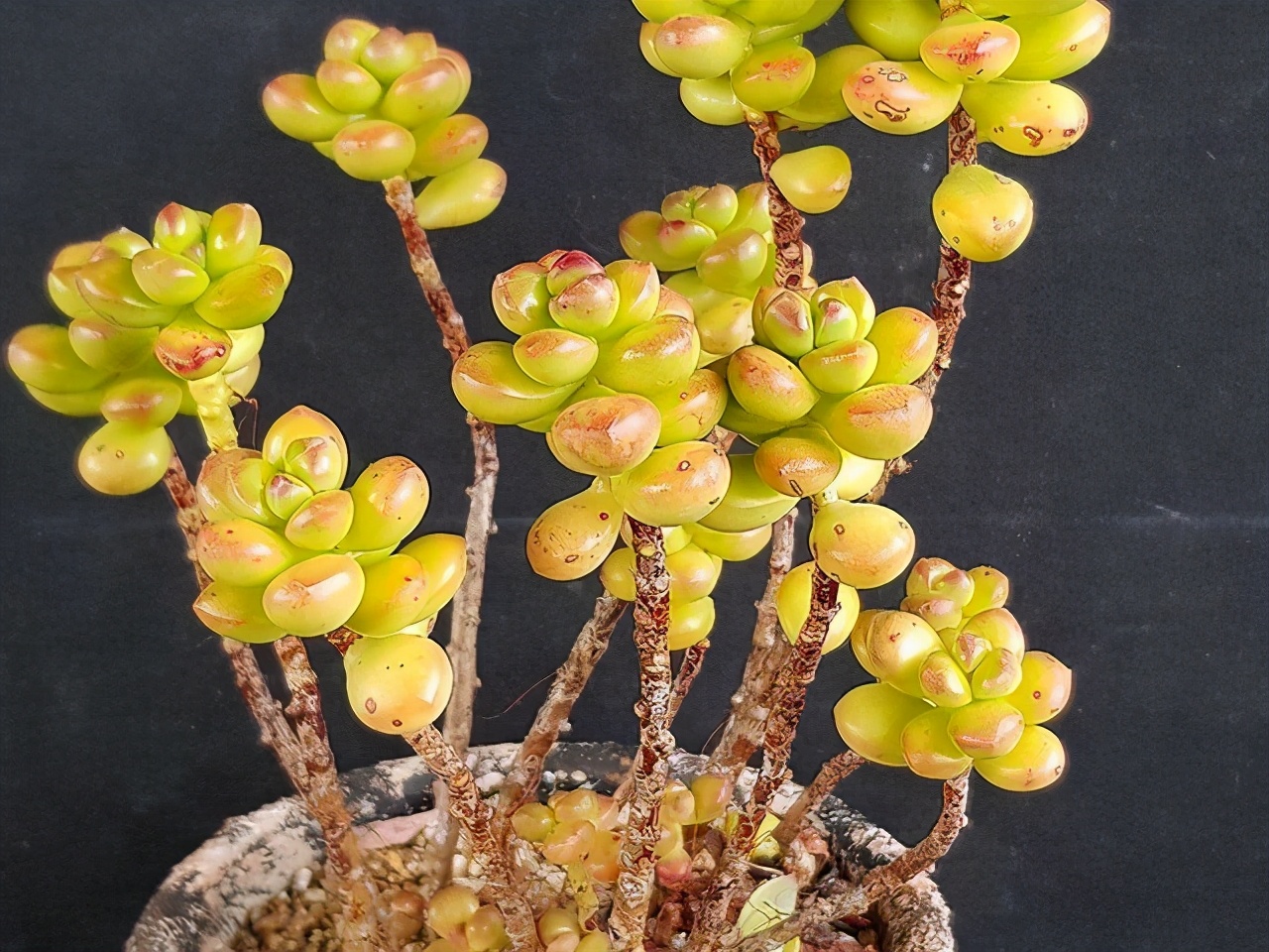 丸叶松绿多肉(喜欢带有香味的多肉,又嫌弃劳尔和百合莉莉难养,选丸叶