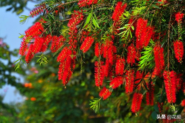 红千层花冬天耐寒吗（6个角度读懂耐热又耐寒的红千层）