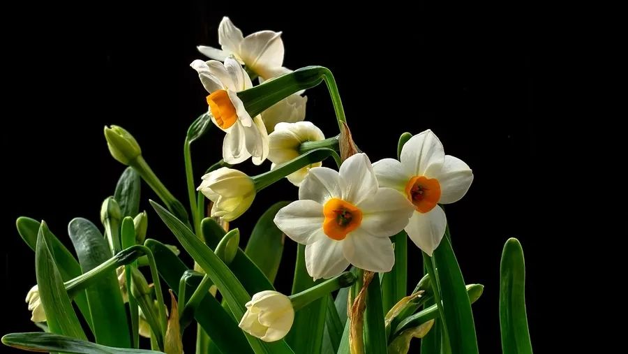 世界上十大花语最悲伤的花（象征悲伤的10种花）